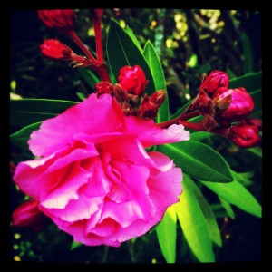 pink flower
